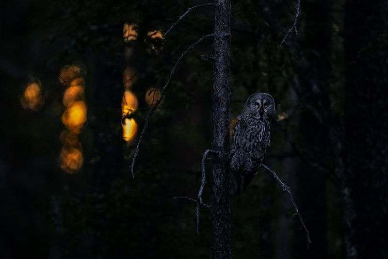 An owl sits on a tree branch at night, staring at the camera. Bright orange lights are seen in the distance through the trees.