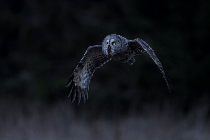 An owl is caught in flight staring straight ahead, its wings curved down.