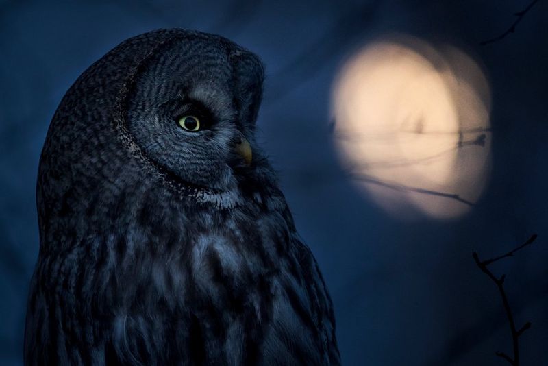 A close-up of an owl's head and chest, looking to the side, with a blurred Moon visible through twigs.
