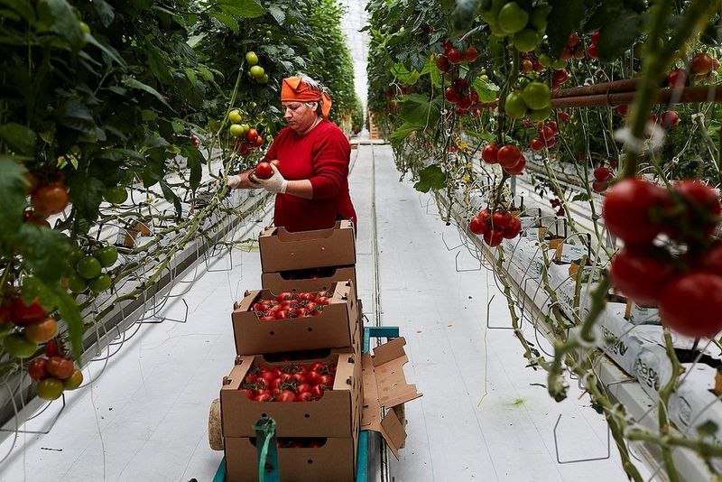An Abkhaz woman wearing an orange scarf around her head picks ripe tomatoes in a large greenhouse.