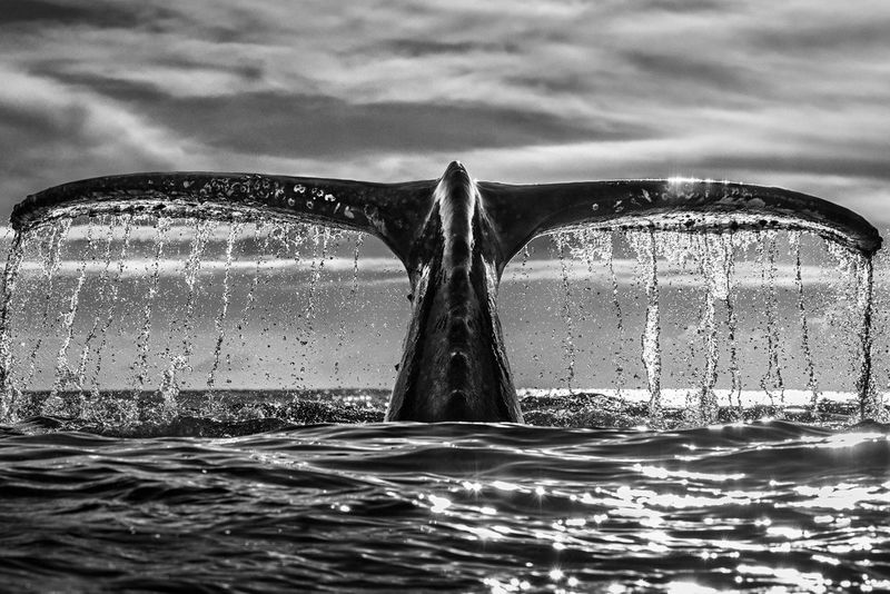 A black and white image of water droplets cascading from the fluke of a giant whale as it dives back into the ocean. Taken by Chris Fallows with a Canon RF 70-200mm F2.8L IS USM lens.