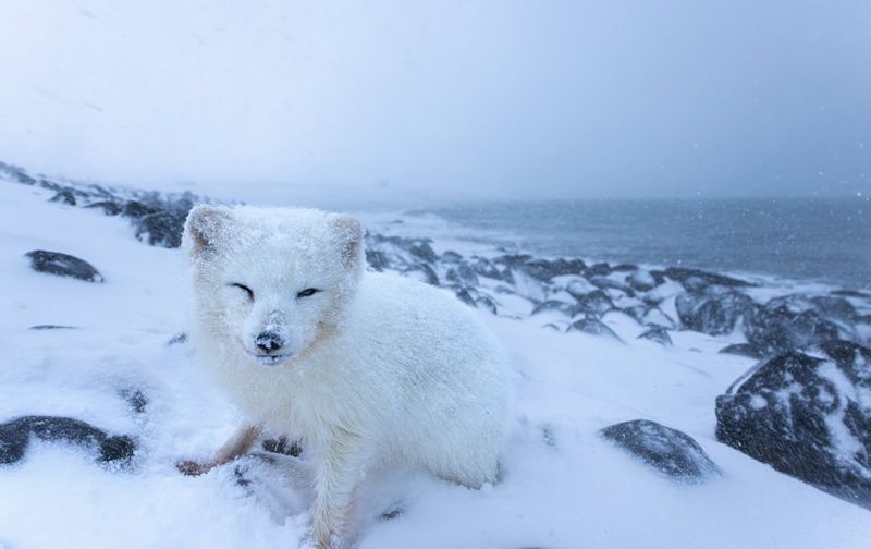 An Arctic fox in a snowy Iceland landscape, captured using a wide-angle Canon RF 24mm F1.4L VCM lens.