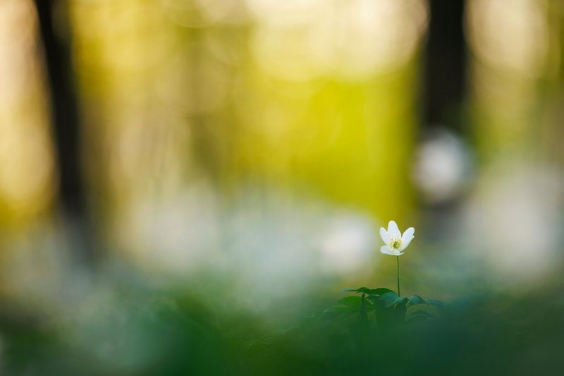 A single white flower in a forest, framed against a softly blurred bokeh background and foreground. Taken by Radomir Jakubowski with a Canon RF 70-200mm F2.8L IS USM Z lens.