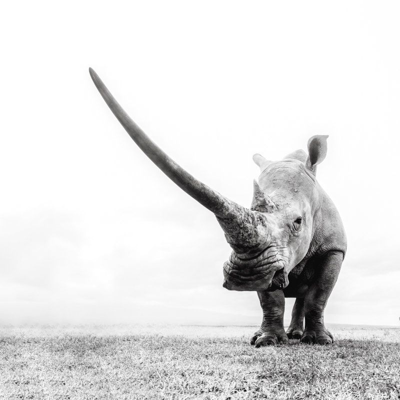 A rhino faces forward, its long horn stretching out to the left, a second rhino behind, in a monochrome photo taken in Kenya by wildlife photographer Pie Aerts.