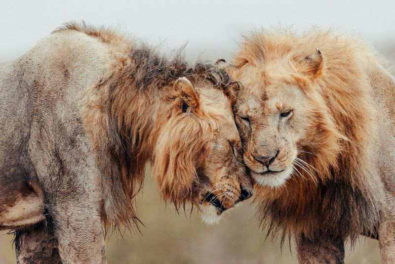 Two male lions rest their heads against each other as they stand close in a photo taken by Pie Aerts.