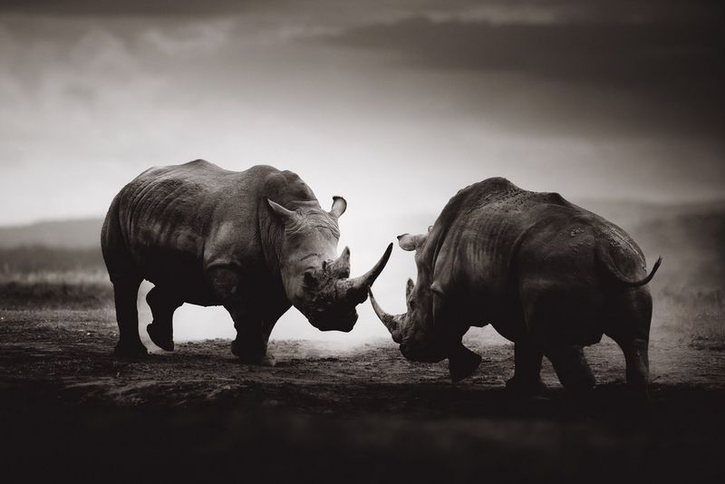 A monochrome image of two rhinos facing each other in battle, taken by Pie Aerts.