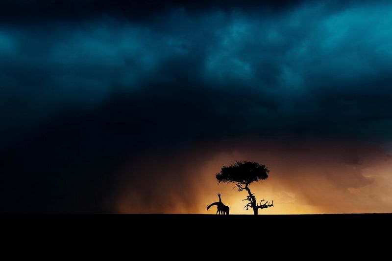 Two giraffes are seen in silhouette beneath a tree, the sky amber around them and blue above in a photo by Pie Aerts.