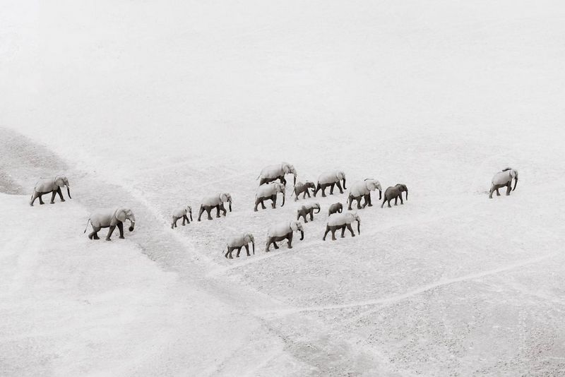 A herd of elephants are captured from above against a light landscape, overexposed in a photo by Pie Aerts.