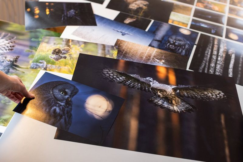 A large number of prints of owl photographs, of differing sizes, are laid out across a desk. A hand is placing the closest one down.