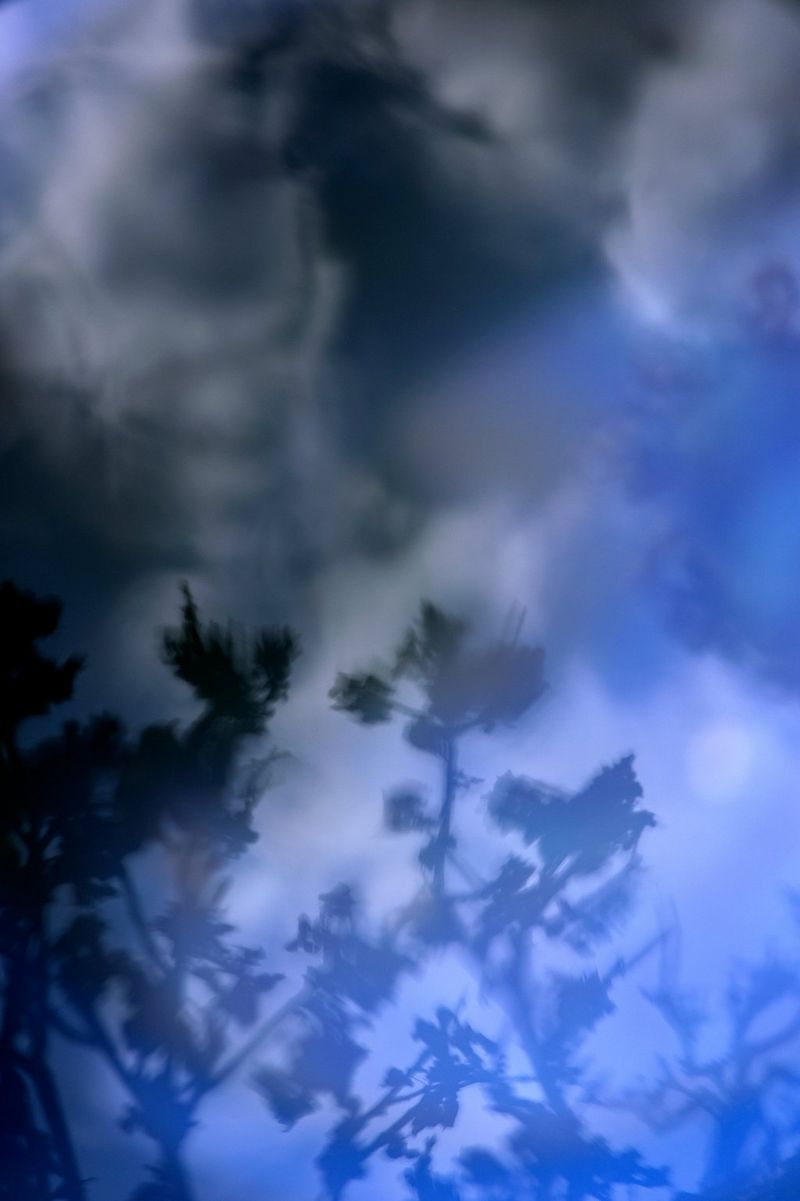 Silhouetted trees stand against a blue sky, shot on a Canon EOS R5 by Laura El-Tantawy for her series Carrying Life: Motherhood and Water in Malawi.