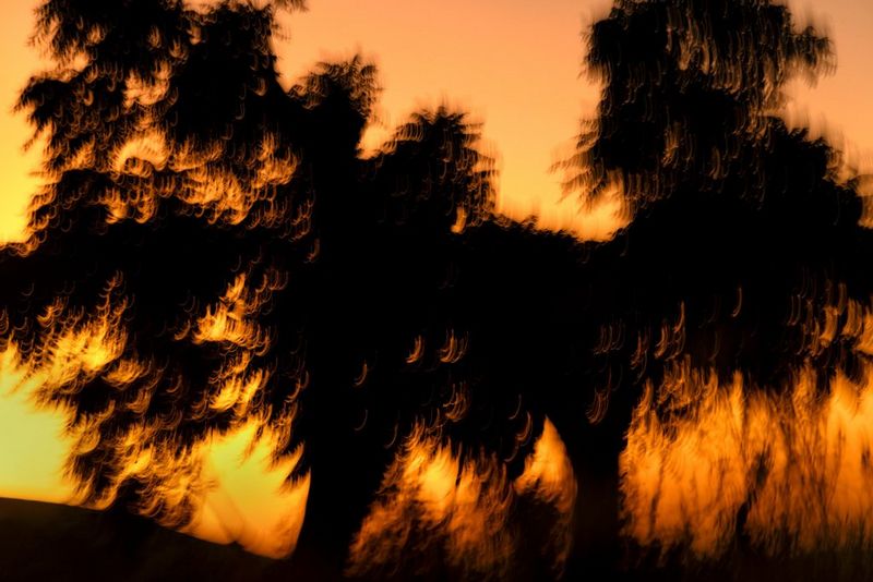  Silhouetted blurred trees stand against an orange sky at sunset, shot on a Canon EOS R5 by Laura El-Tantawy for her series Carrying Life: Motherhood and Water in Malawi.