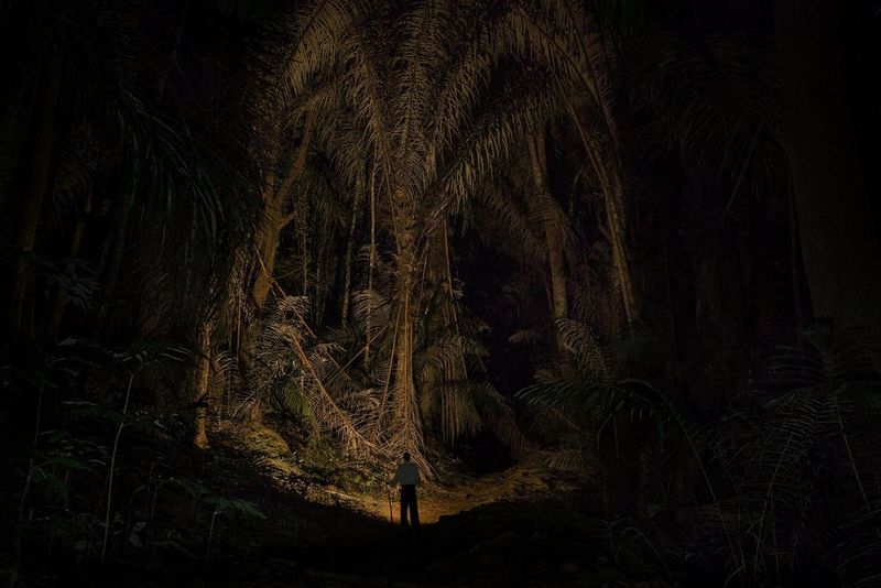 A man standing in a tropical forest at night, illuminating an enormous tree with his torch.