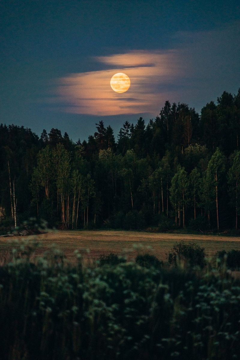 Een heldere maan aan de hemel boven een bos.
