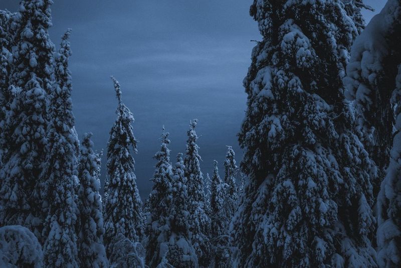 Hoge naaldbomen bedekt met sneeuw, tegen een donkere lucht.
