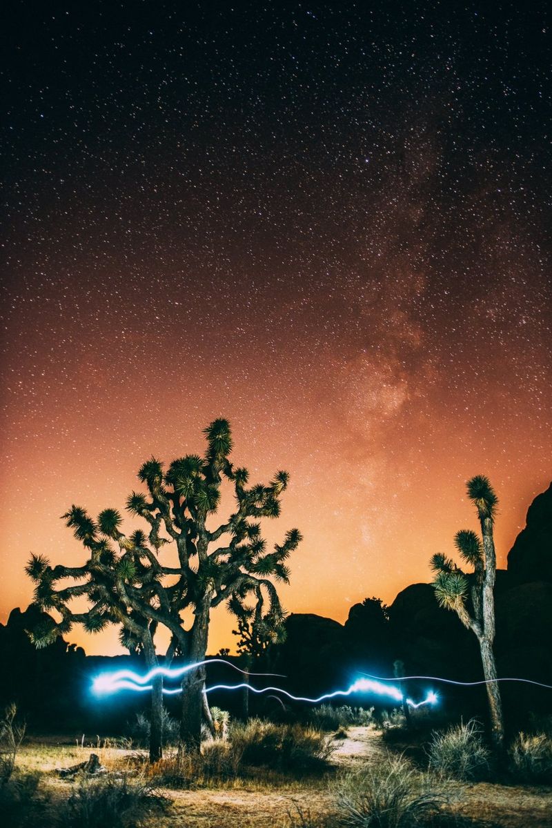 Twee stekelige bomen in Joshua Tree National Park, Californië, VS, omringt door sporen van licht. De oranje nachtelijke hemel is bezaaid met sterren.