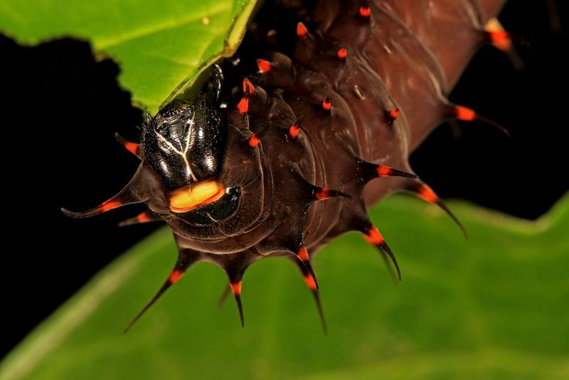 Une chenille Papilio ulysses principalement noire avec des touches rouge vif se nourrissant sur une feuille, la tête en bas.