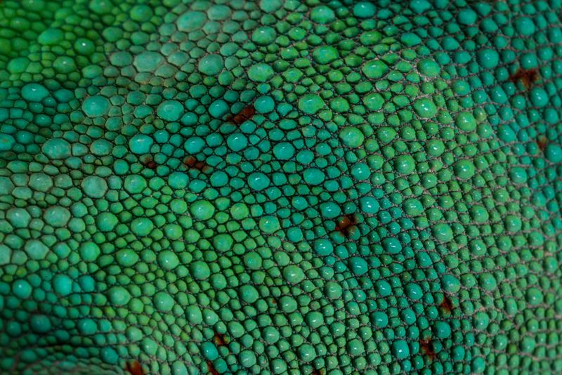 Un gros plan de la peau écaillée et bosselée d'un caméléon panthère mâle.