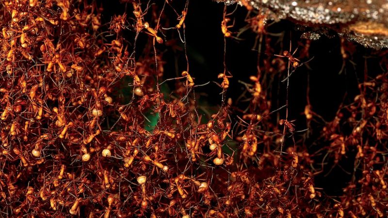 Des nuées de fourmis légionnaires grimpent les unes sur les autres tandis qu'elles bâtissent un nid temporaire.