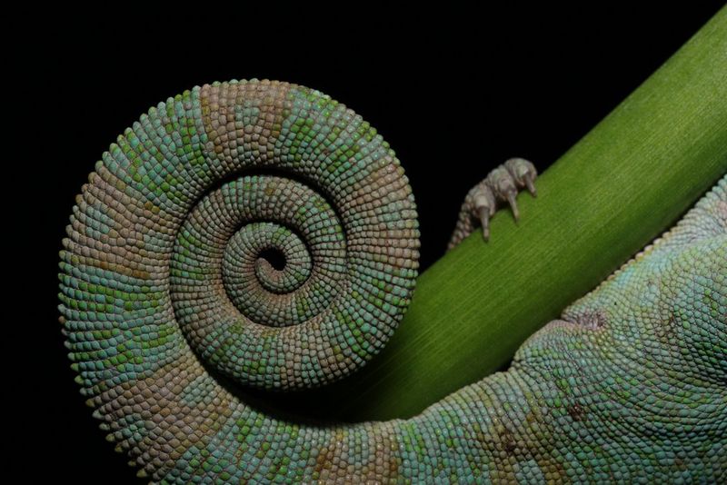 La queue enroulée, le pied droit et les écailles d'un caméléon.