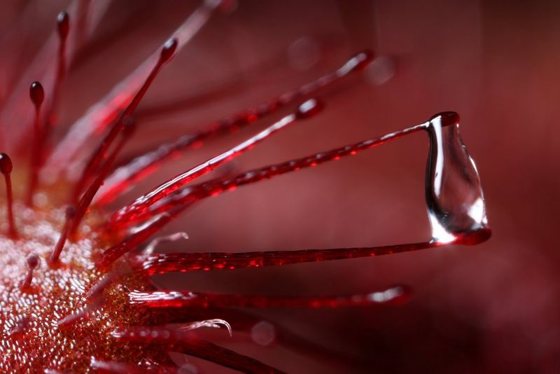Une goutte d'eau pendue aux épines d'une plante insectivore rouge.