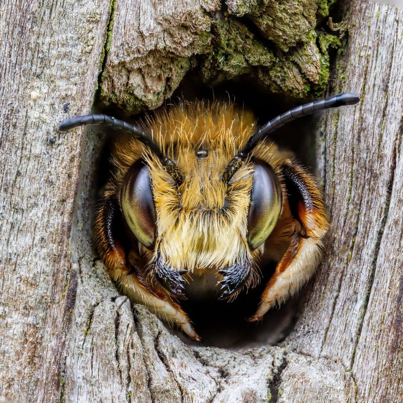 An extreme close-up of the head of a bee emerging from a hole in a piece of wood, taken on a Canon EOS R5 by macro photographer Oliver Wright.