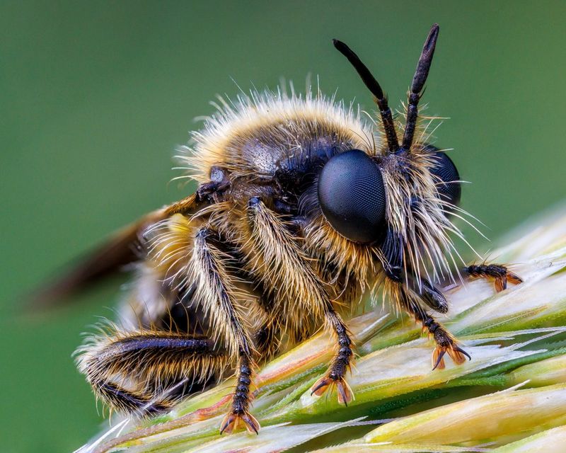 A close-up of a robber fly, which mimics a bumblebee, on the seed head of a tall grass, taken on a Canon EOS R5 by macro photographer Oliver Wright.