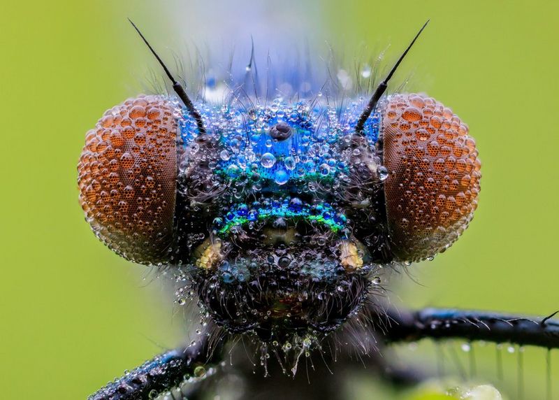 An extreme close-up of the head of an insect, taken on a Canon EOS R5 by macro photographer Oliver Wright.