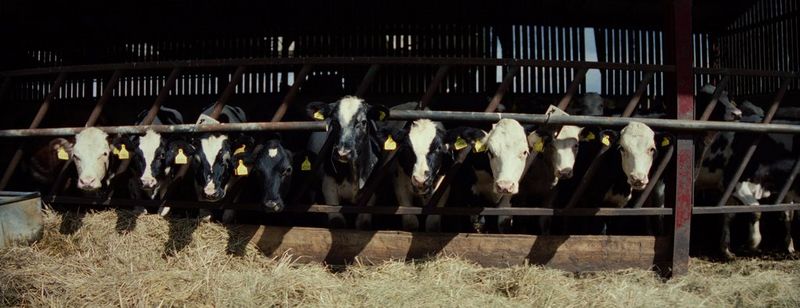A row of black and white cows stand behind barriers in a cow shed, looking towards the camera, in a still from Daniel Simpkins' short Farm Life.
