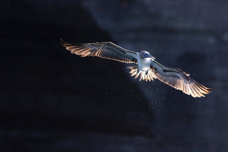 Een vogel glijdt door de lucht, de achtergrond is donker.