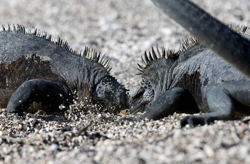 Een close-up van twee vechtende zeeleguanen in het zand.