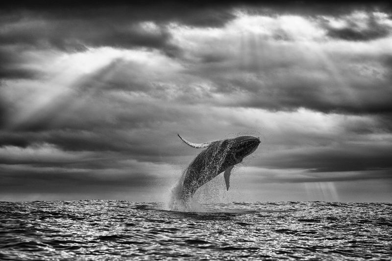 In un'immagine monocromatica ad alto contrasto scattata da Chris Fallows con Canon EOS R5, una balena emerge quasi completamente dall'acqua, creando una silhouette contro un cielo nuvoloso e minaccioso.
