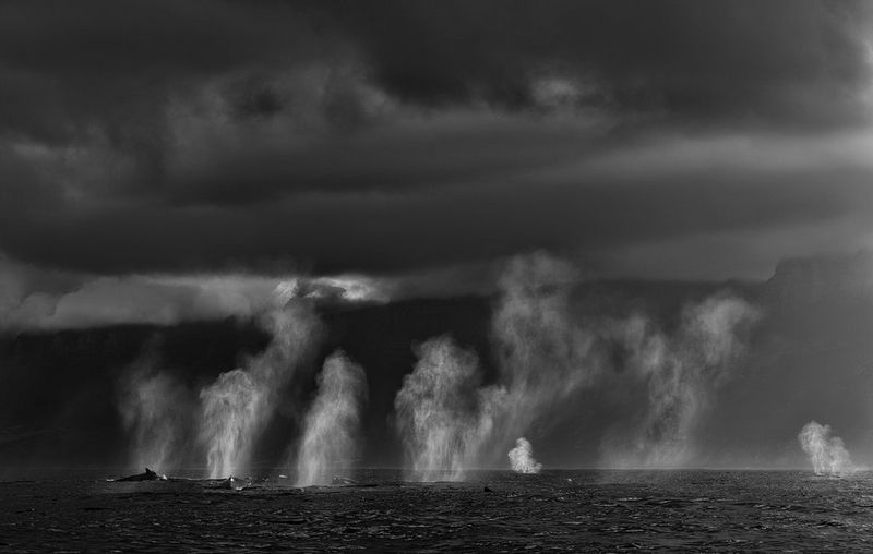 In un'immagine monocromatica ad alto contrasto scattata da Chris Fallows con Canon EOS R5, si vede un gruppo di balene che spruzza getti d'acqua in superficie in perfetta sincronia. Le balene in sé sono appena visibili; si distingue soprattutto lo spruzzo, illuminato sullo sfondo di un cielo carico di nuvole.