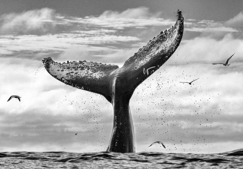 In un'immagine monocromatica ad alto contrasto scattata da Chris Fallows con Canon EOS R5, la coda di una balena emerge verticalmente dalla superficie dell'oceano.