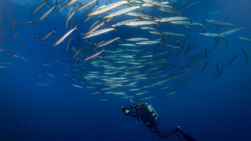 Below the surface: saving sea life through stills and video