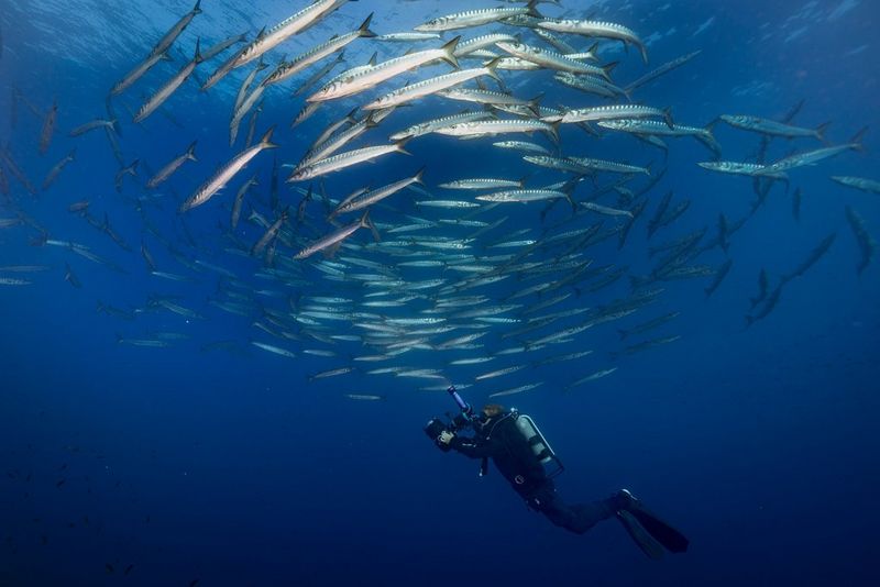 Nicolai Deutsch, videomaker subacqueo, tiene il suo rig di ripresa mentre un grande banco di pesci gli gira intorno.