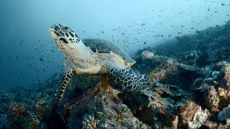 In un fotogramma tratto da un video subacqueo di Nicolai Deutsch, una tartaruga embricata in via di estinzione nuota sopra una barriera corallina rocciosa.