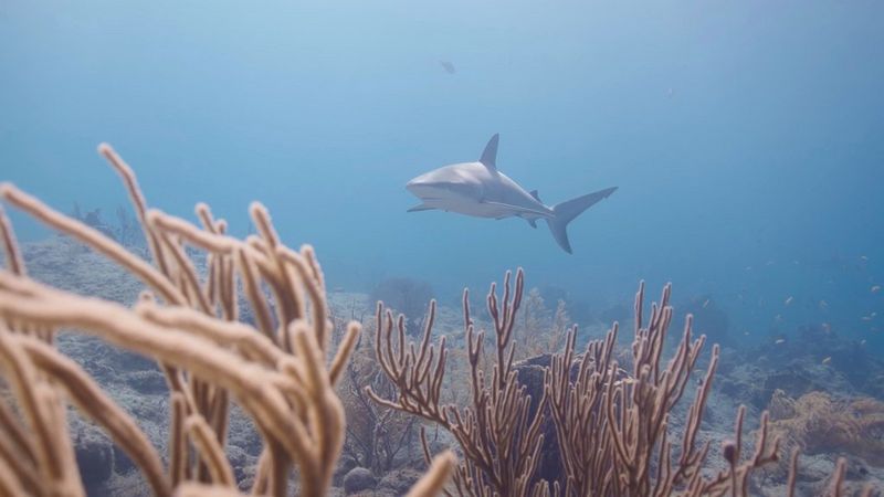 In un fotogramma di un video subacqueo di Nicolai Deutsch, uno squalo toro è visibile a media distanza, con alcuni coralli sottili in primo piano.