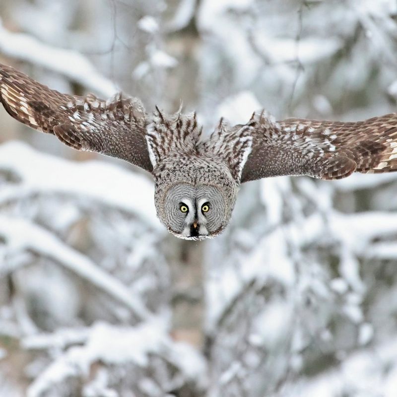 Wings outstretched, a great grey owl swoops down towards the forest floor.