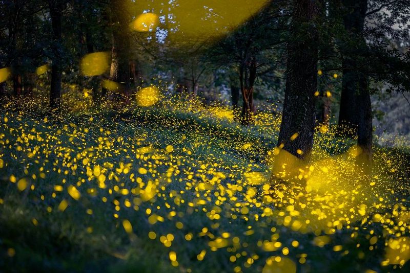 Vuurvliegjes lichten helder op in een bos in de avondschemering op deze foto gemaakt door Mauro Tronto met een Canon EOS R5.