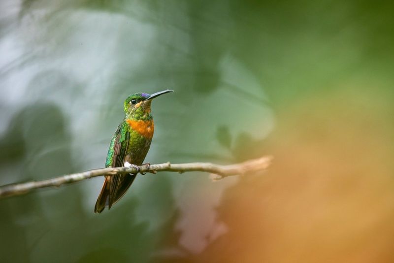 A hummingbird, perched on a branch, with the rainforest out of focus in the background.