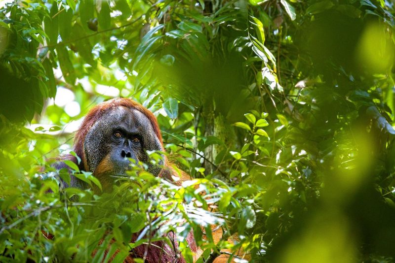 An orangutan pictured through a gap in the forest foliage, surrounded by green leaves. 