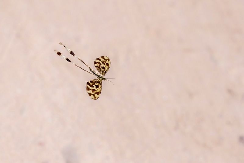 A spoonwing insect (Nemoptera bipennis) flying through the air, sharp against a blurred background.