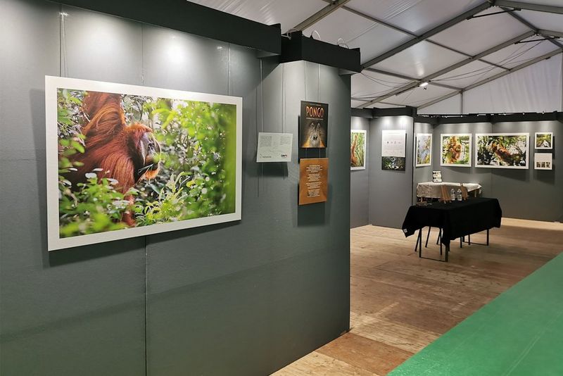 Stampe di grandi dimensioni delle fotografie di oranghi di Maxime Aliaga esposte sulle pareti grigie di una galleria d'arte improvvisata.