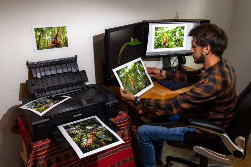 Il fotografo naturalista Maxime Aliaga seduto alla sua postazione di lavoro, con due monitor davanti e una stampante Canon a fianco. Sta esaminando una stampa di una delle sue fotografie di oranghi.