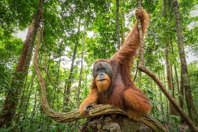 Un grosso orango seduto nella foresta, con un braccio sollevato per tenersi a un ramo e tutt'intorno la luce del sole che penetra attraverso gli alberi.