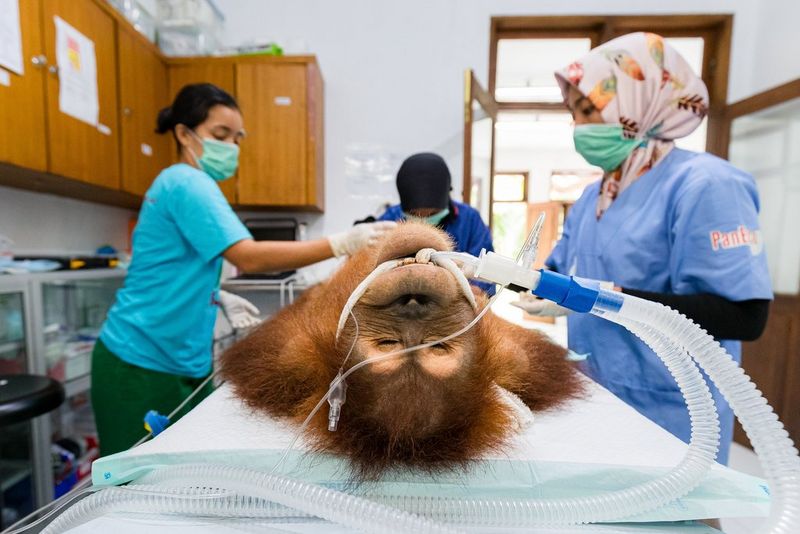 Un orango sdraiato su un lettino da ospedale. Ha dei tubi che gli escono dalla bocca e intorno al letto si vedono tre persone in camice e mascherina.