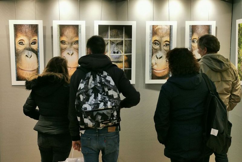 Un gruppo di persone che indossano abiti e giacche casual danno le spalle all'obiettivo e guardano una selezione delle stampe di oranghi di Maxime Aliaga esposte in una galleria.