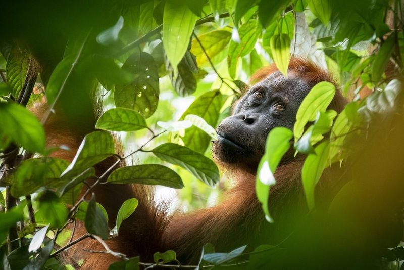 Una femmina di orango di Sumatra è seduta su un albero frondoso e guarda in alto.