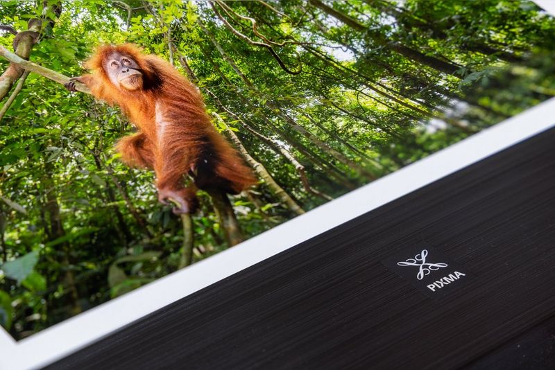 Una stampa di un orango che si dondola da un ramo appoggiata sopra a Canon PIXMA PRO-200.