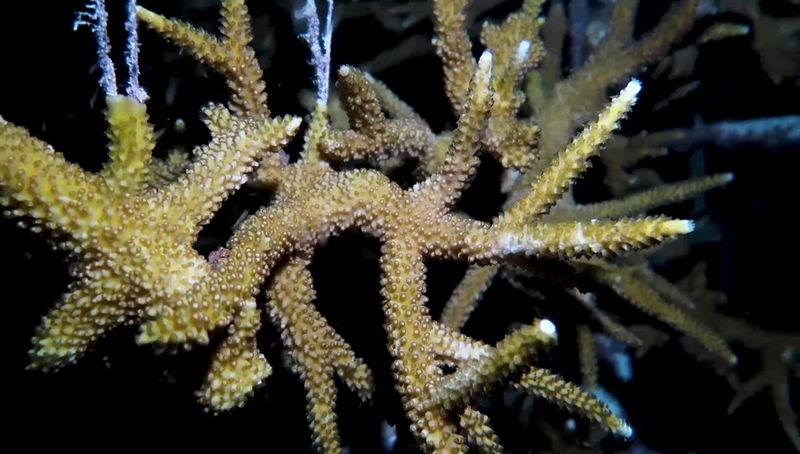 An underwater image of a cluster of dark yellow coral. 
